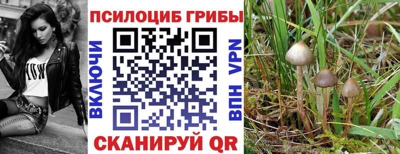 Псилоцибиновые грибы GOLDEN TEACHER  наркошоп  Гвардейск 